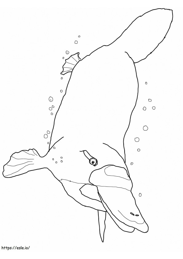 Platypus Under Water coloring page