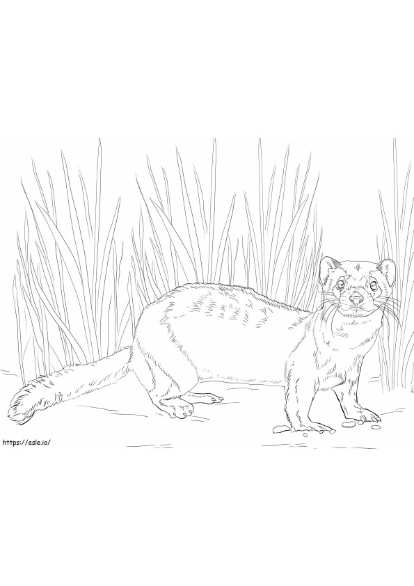 A Ferret coloring page