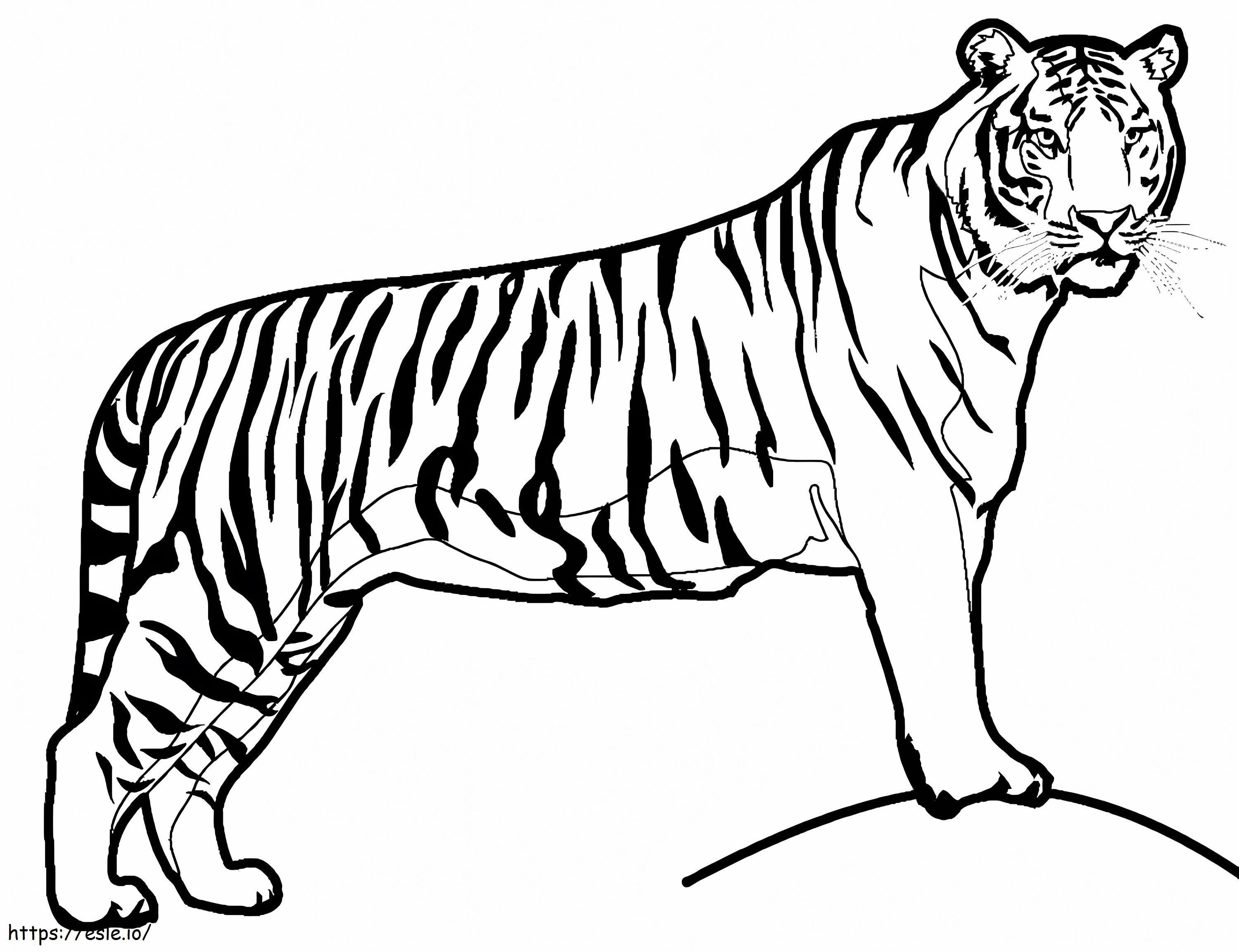 Coloriage Un Tigre 1024X787 à imprimer dessin