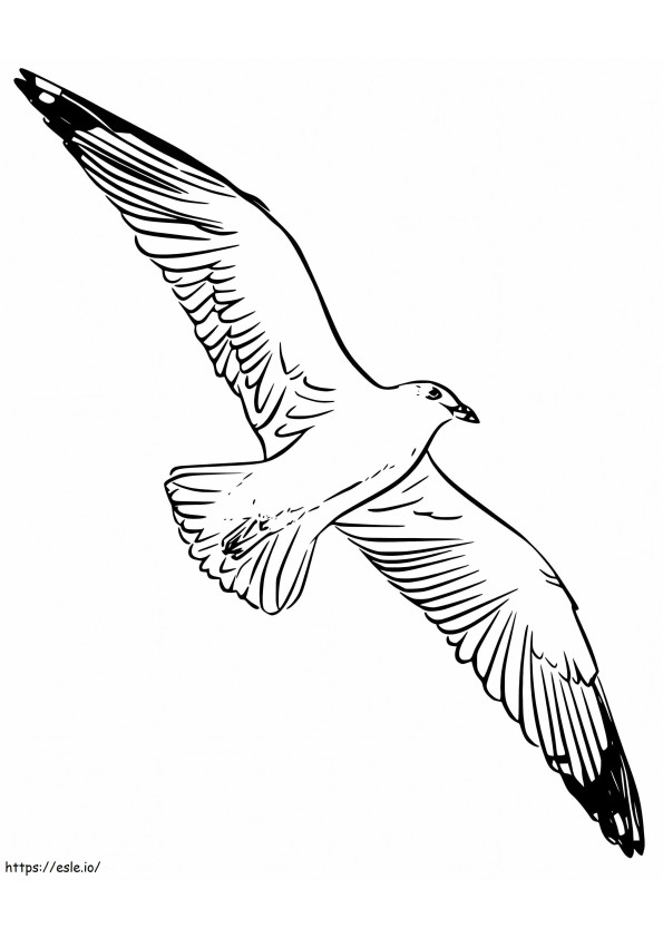 Albatrossi lentävät värityskuva