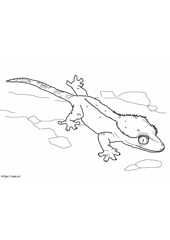 Gecko cu creastă 1