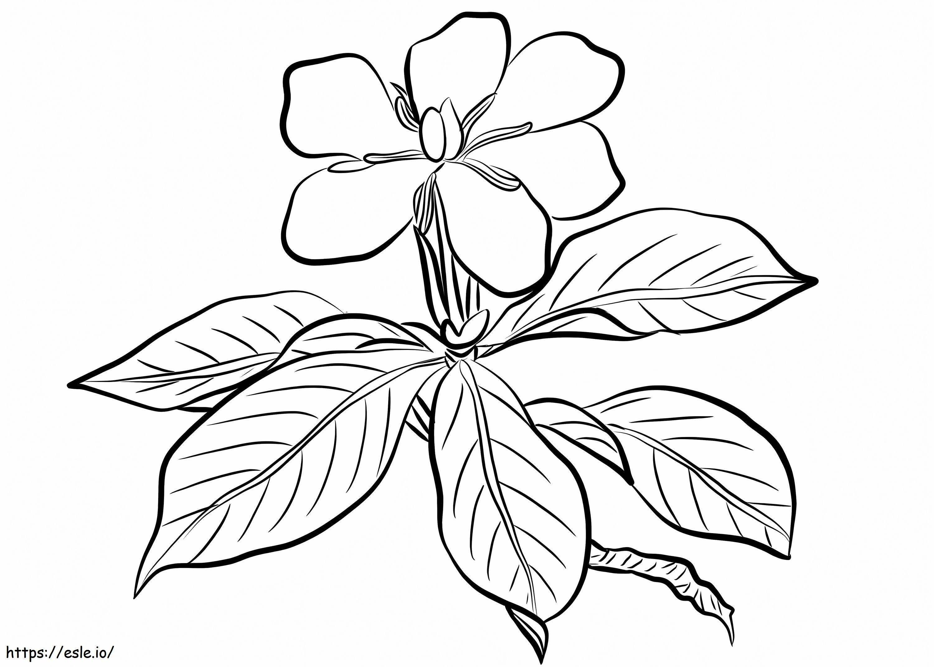Gardenia Augusta kleurplaat kleurplaat