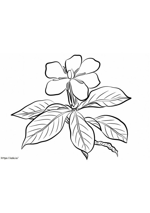 Gardenia Augusta kleurplaat