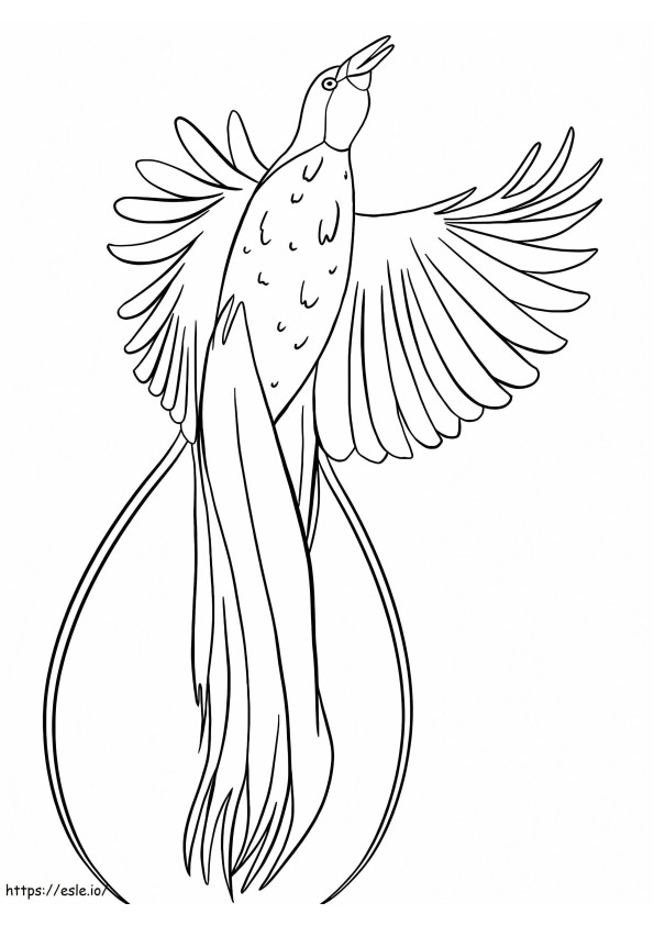 Coloriage Oiseau de paradis 4 à imprimer dessin