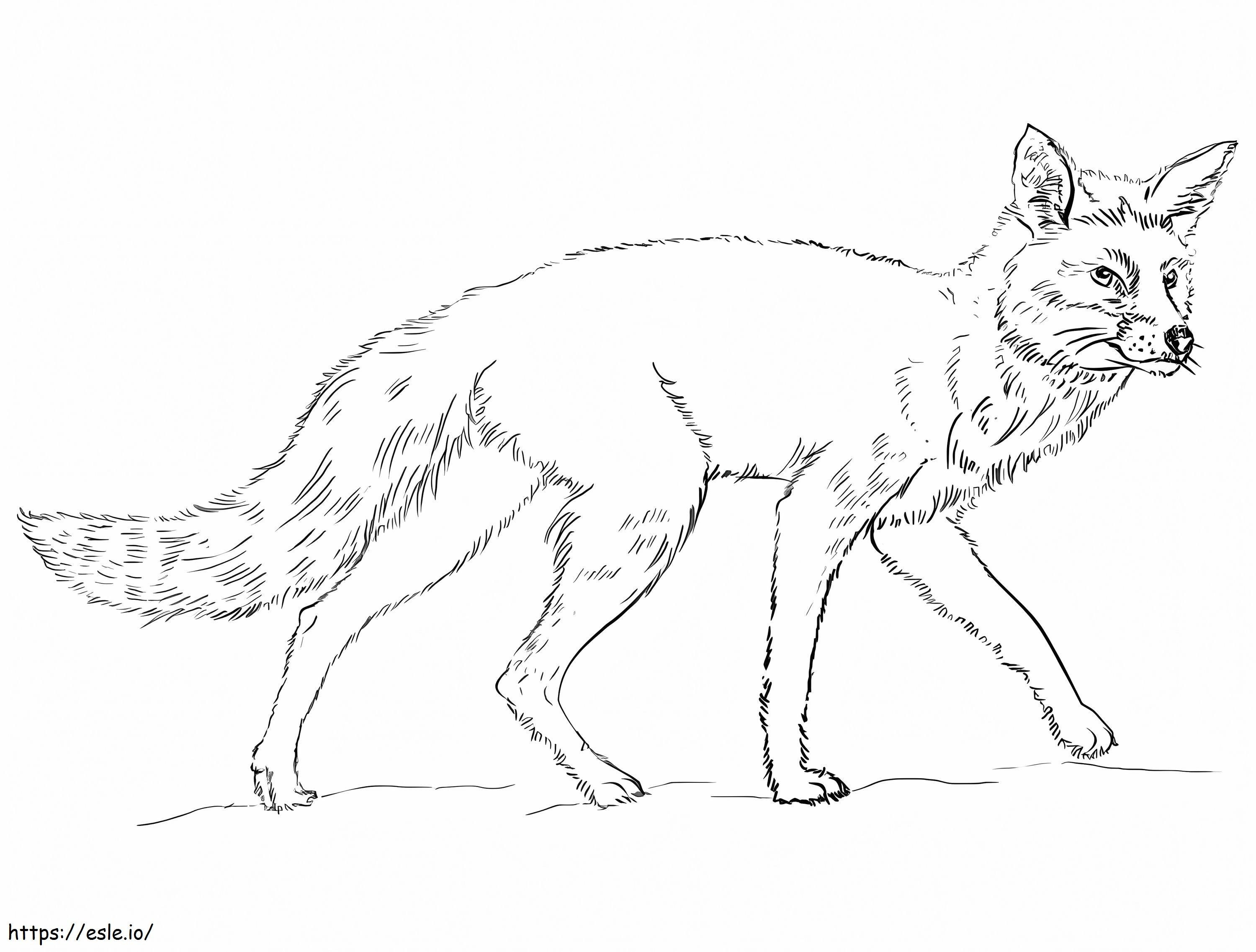 Realistinen Red Fox värityskuva