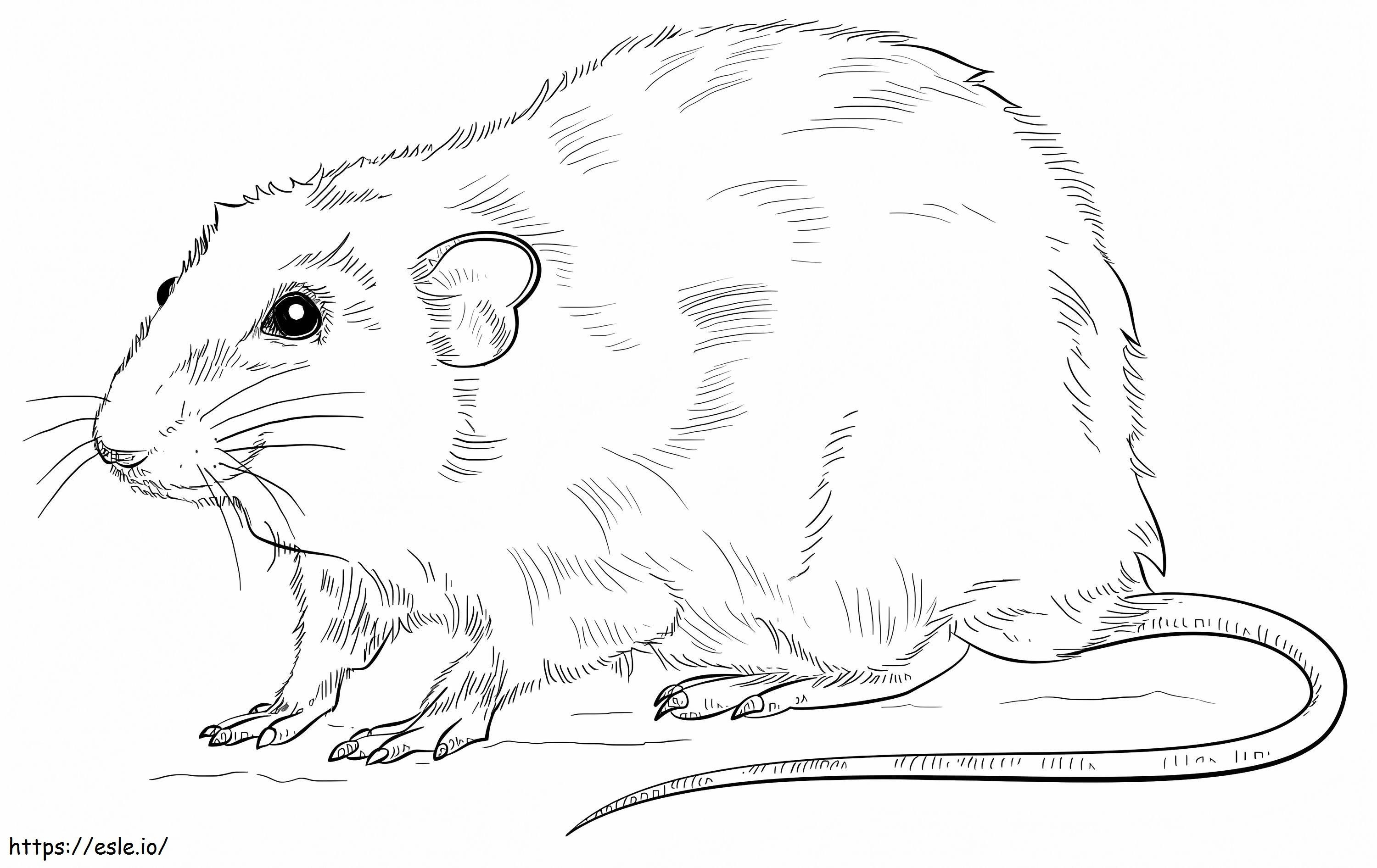 Reális patkány kifestő