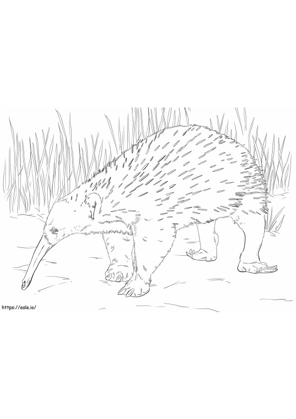 Läntinen pitkänokkainen echidna 1