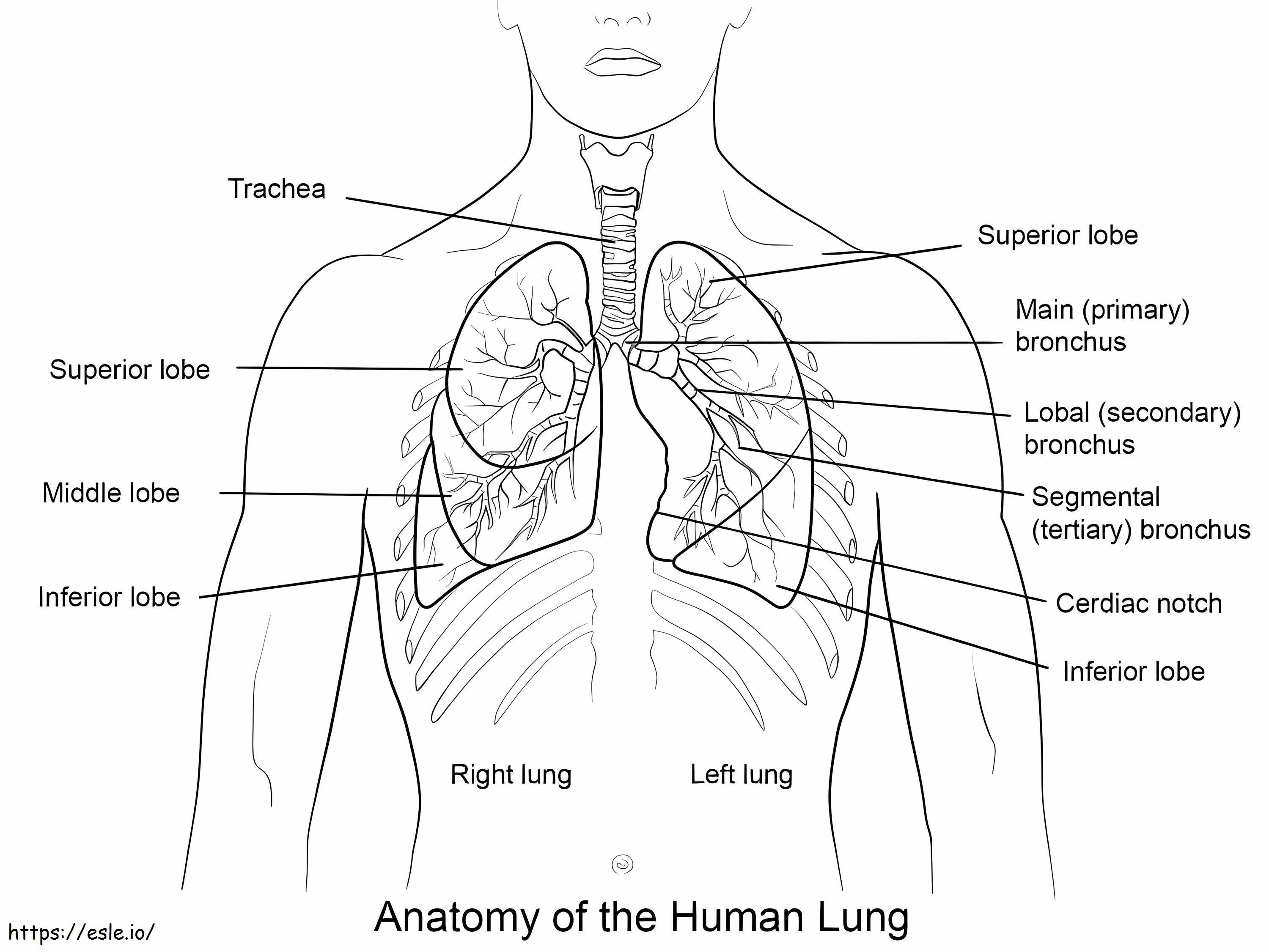 人間の肺 ぬりえ - 塗り絵