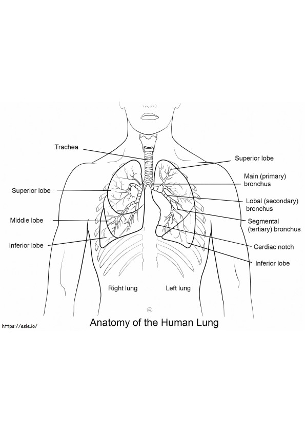 Menselijke longen kleurplaat