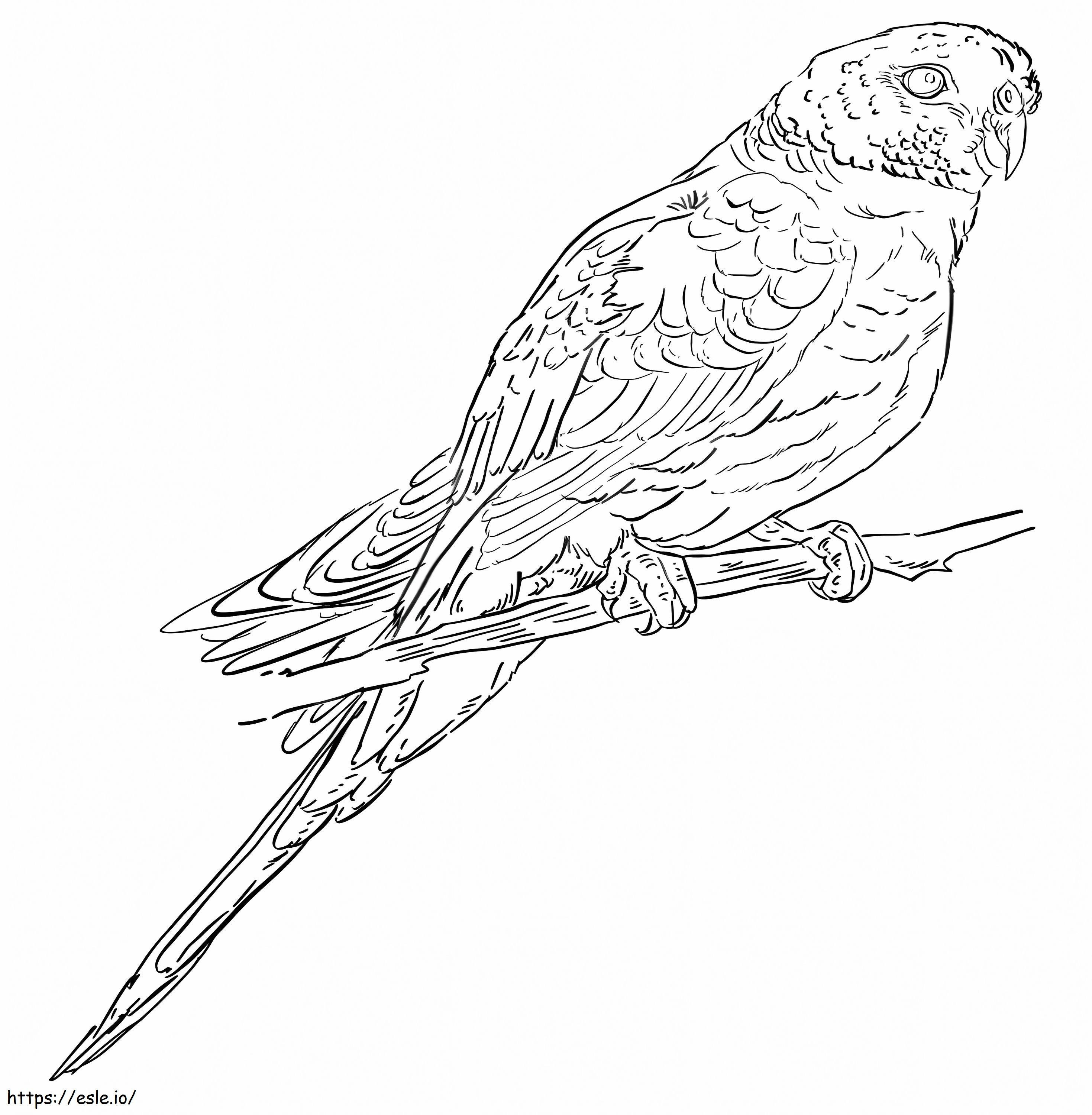 English Parakeet coloring page