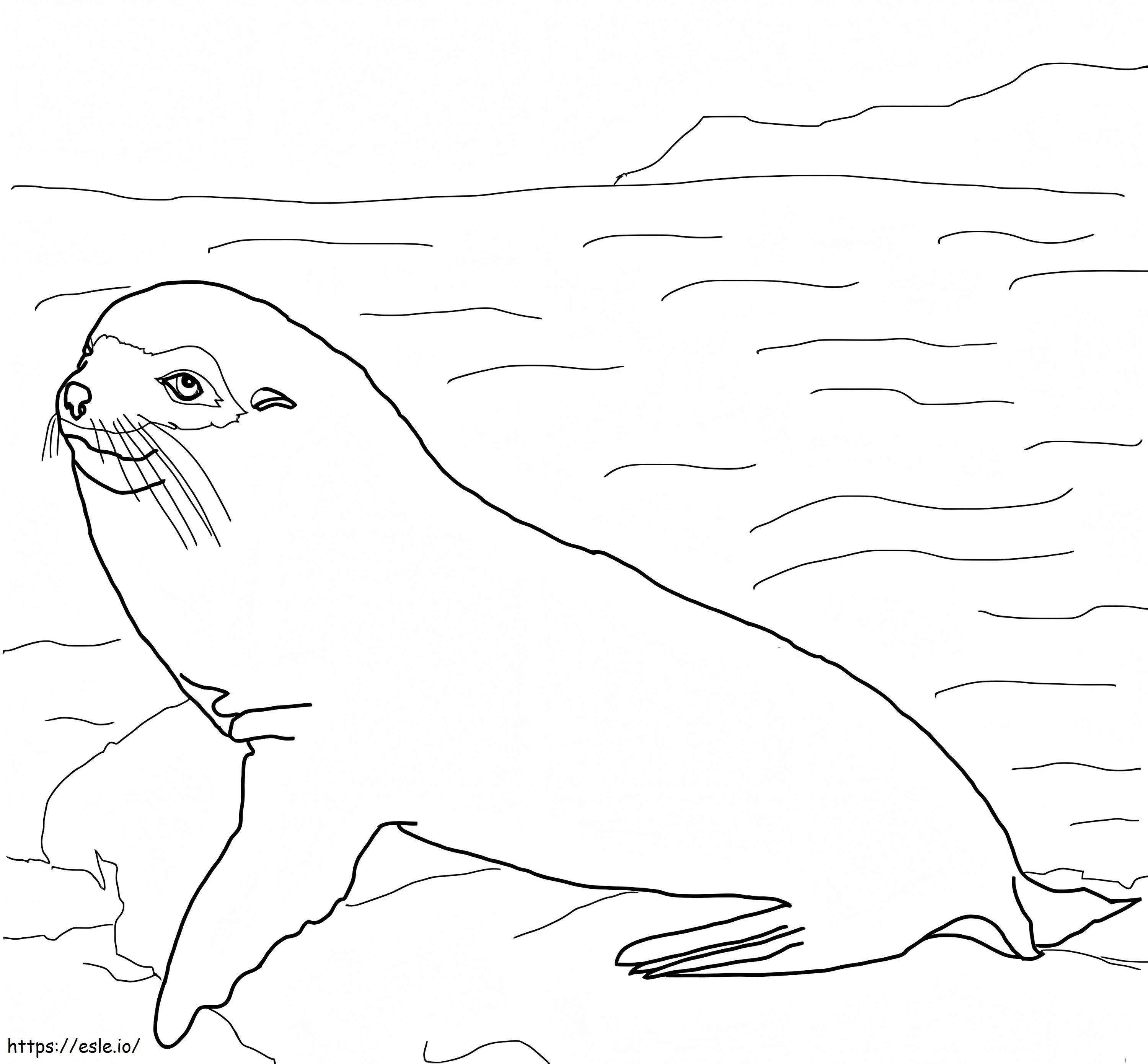 Coloriage Lion de mer des Galapagos à imprimer dessin