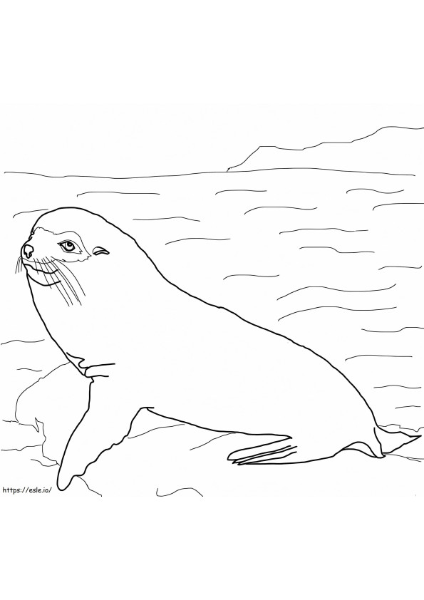 León marino de Galápagos para colorear