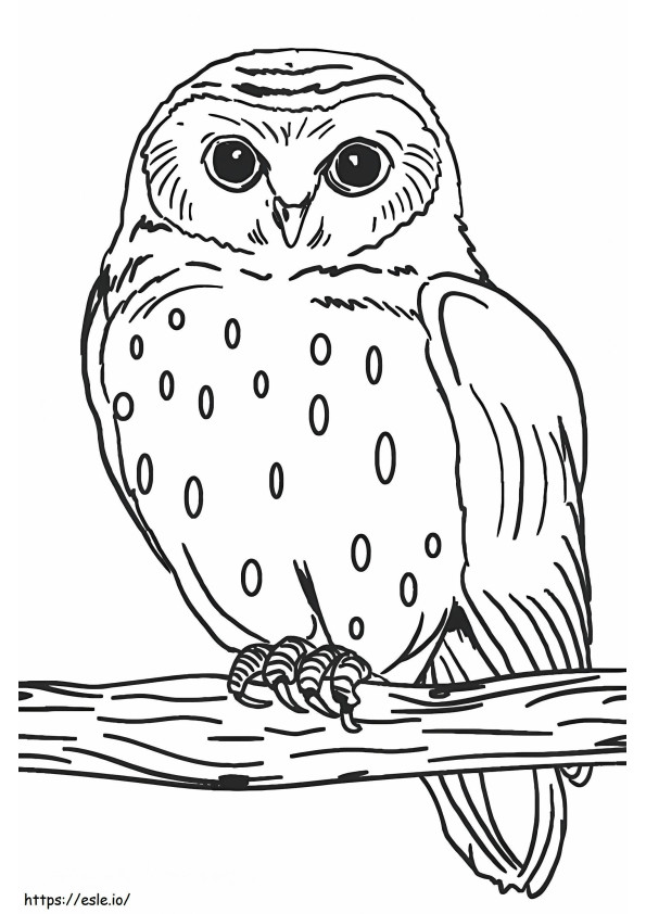 Good Owl coloring page