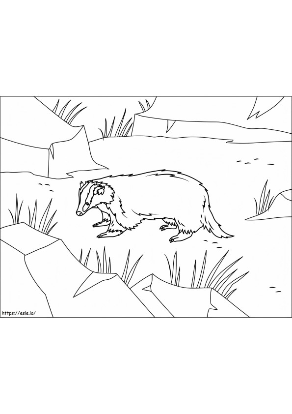 Asian Badger coloring page