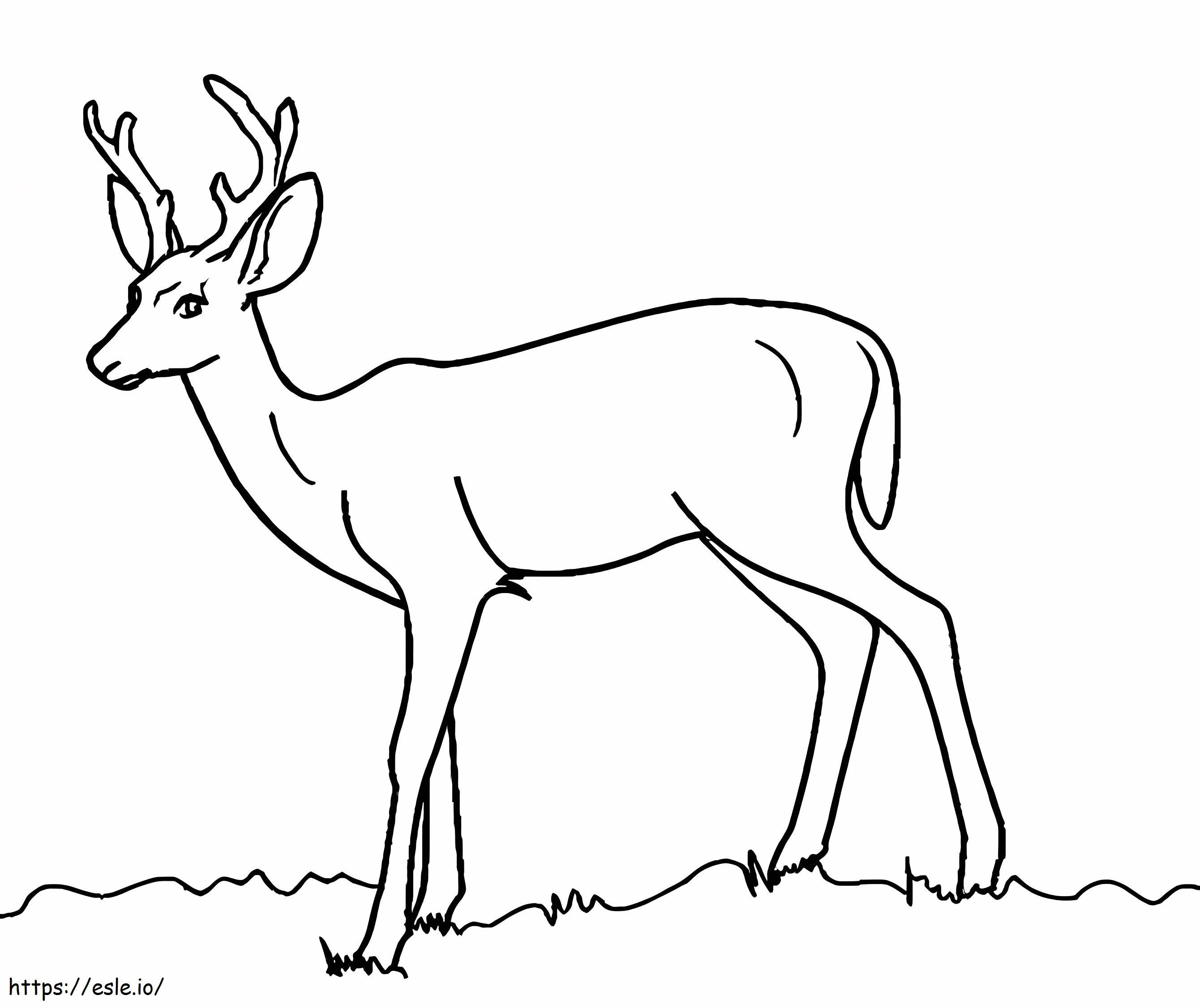 Coloriage Cerf sauvage 5 à imprimer dessin