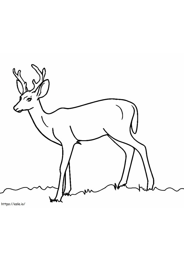 Wild Deer 5 coloring page