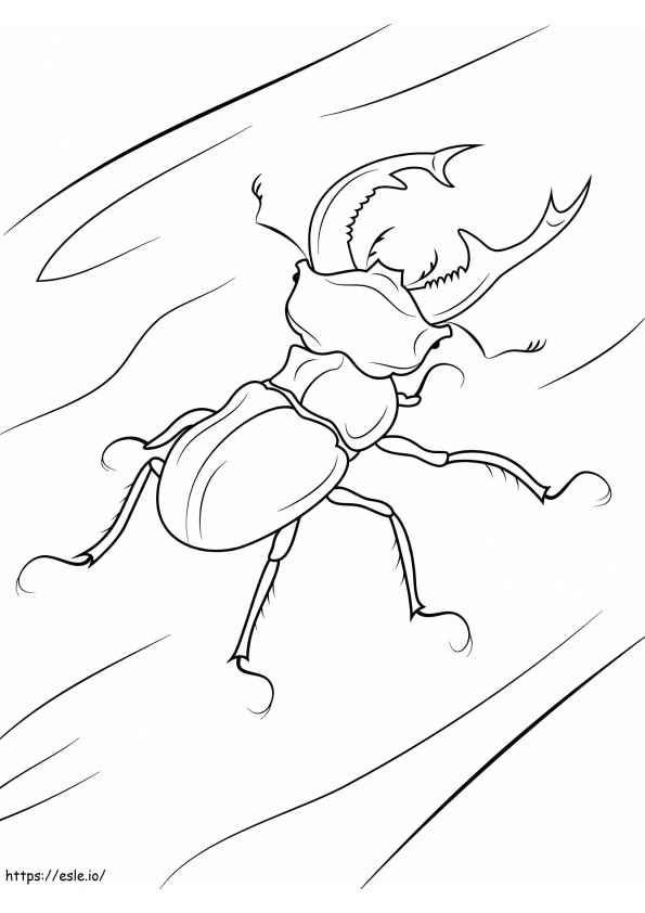 Kumbang Rusa Gambar Mewarnai