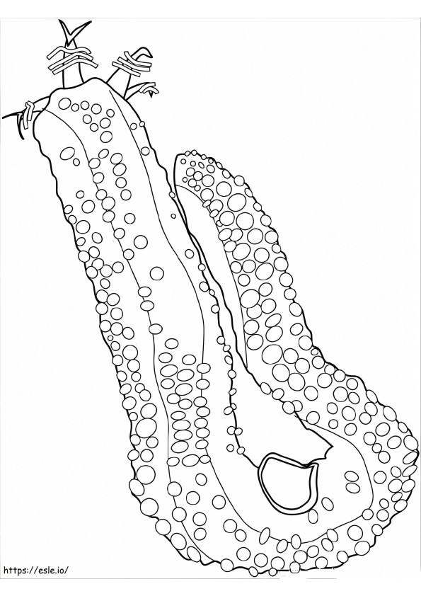 Free Sea Cucumber coloring page