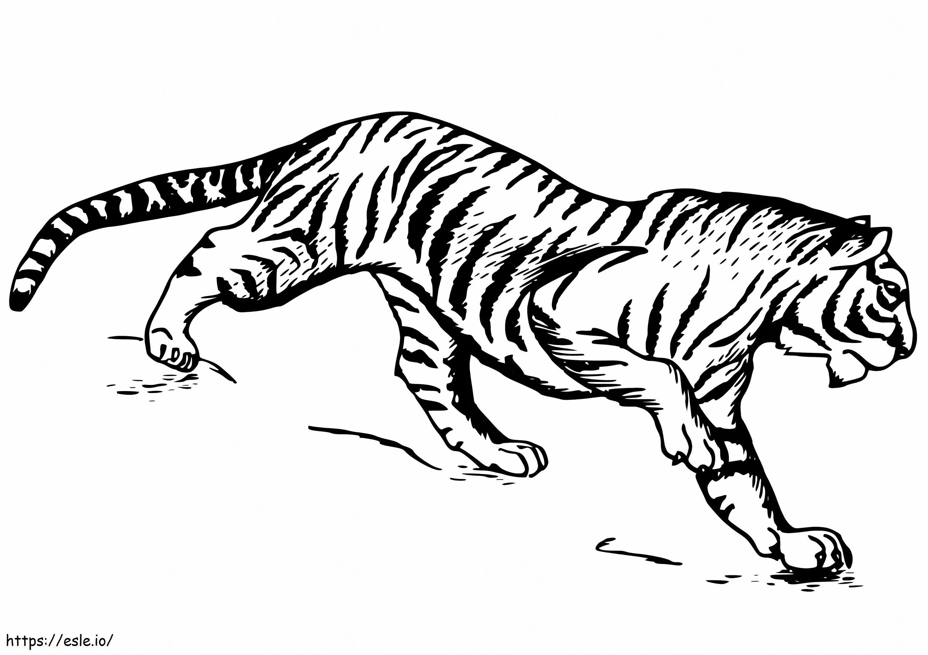 Tigrul liber de colorat