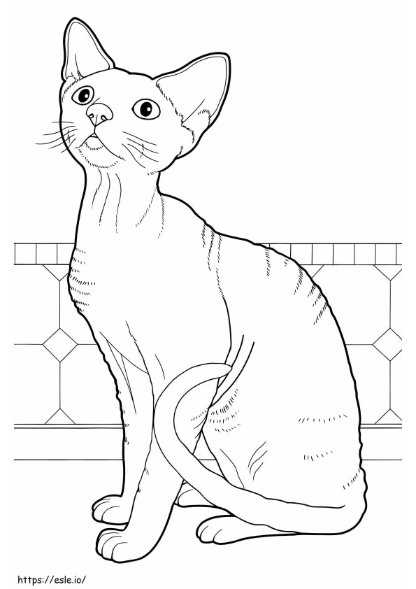Devon Rex Cat coloring page