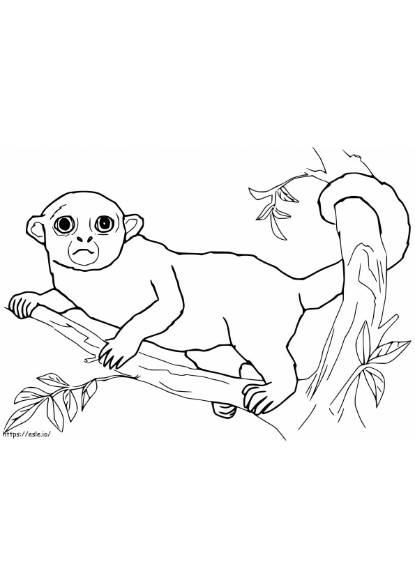 Kinkajou selvagem para colorir