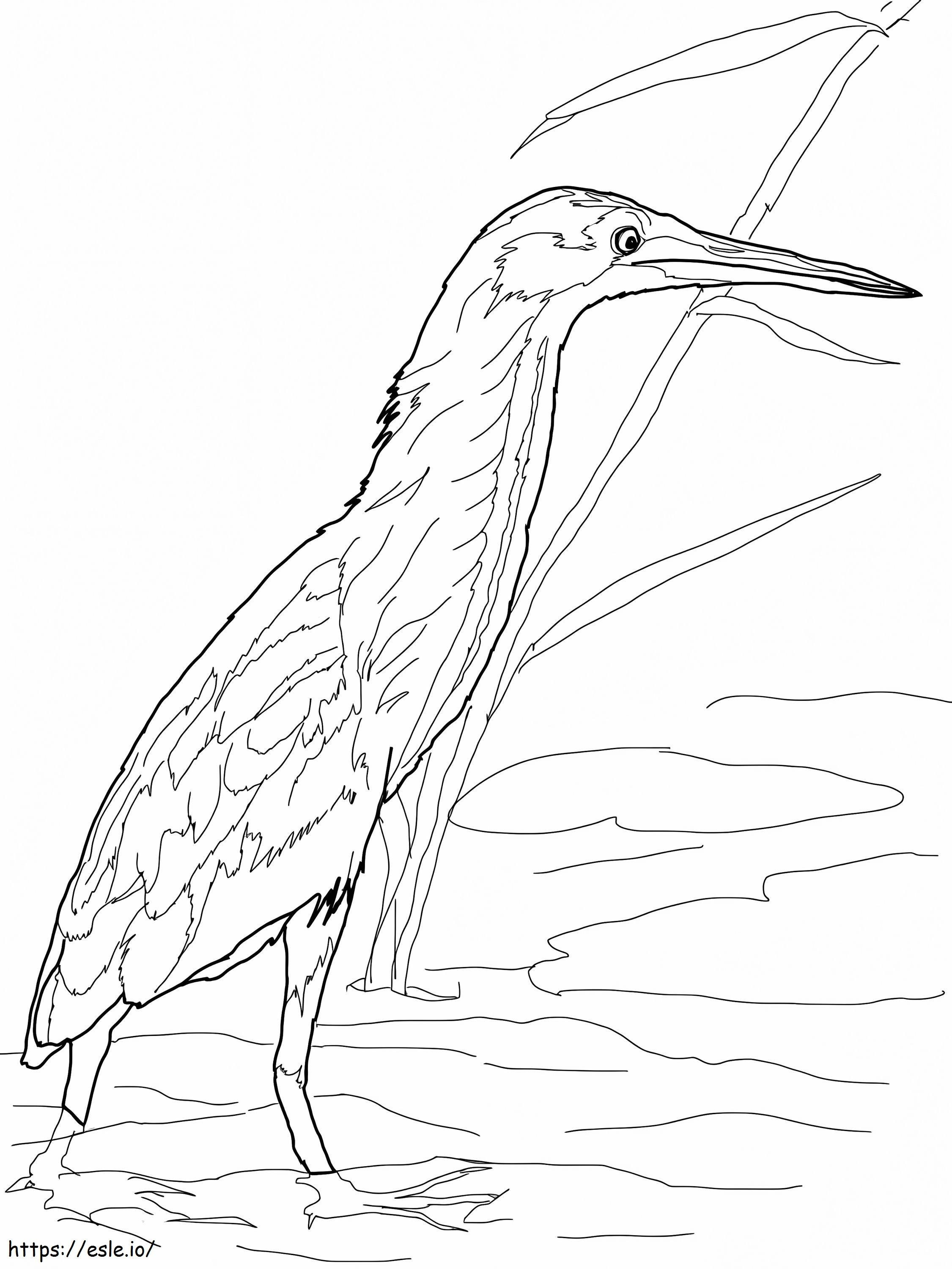 Yellow Bittern coloring page