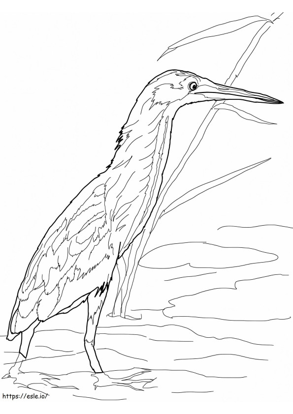 Yellow Bittern coloring page