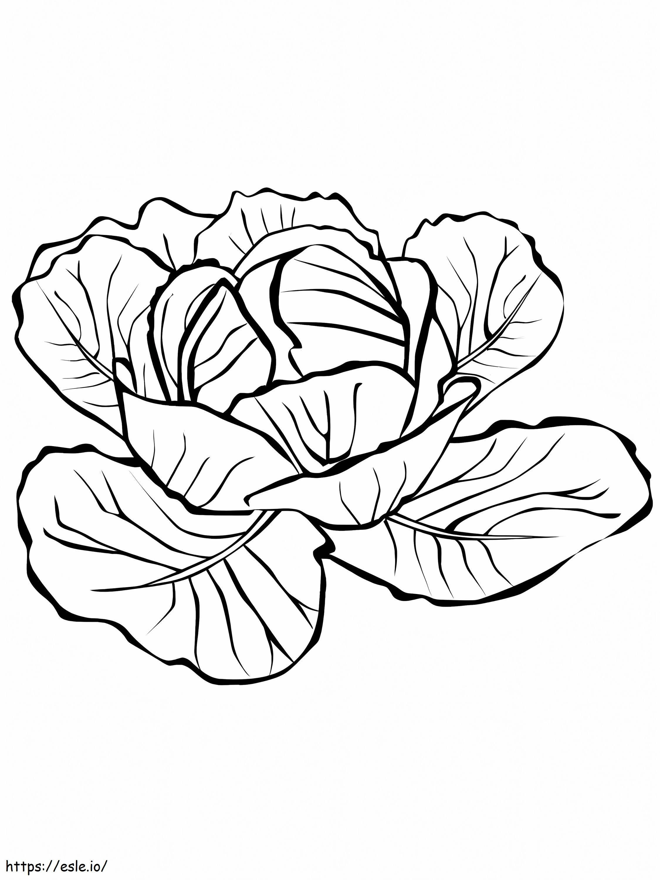 Cabbage 1 coloring page
