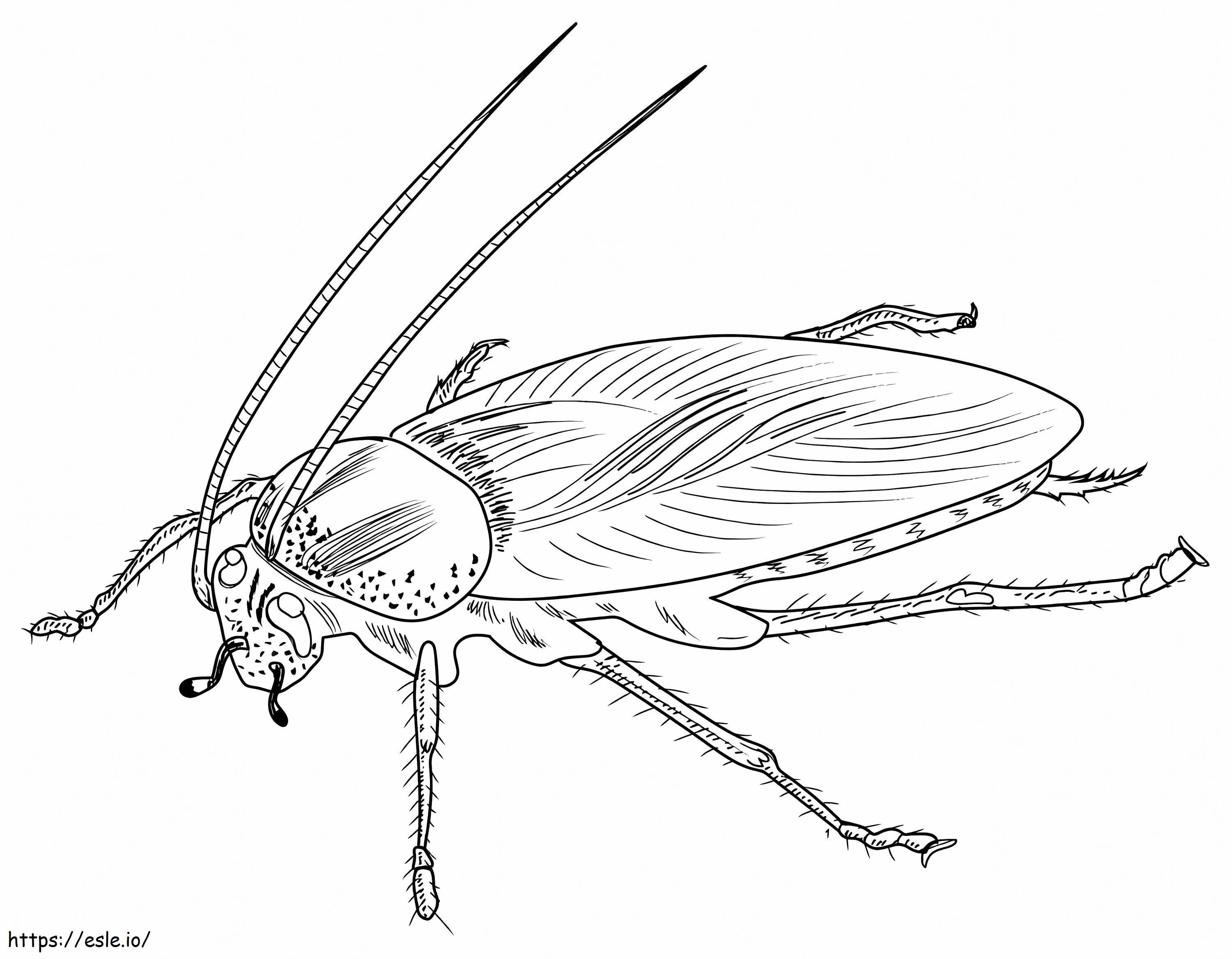 A German Cockroach coloring page
