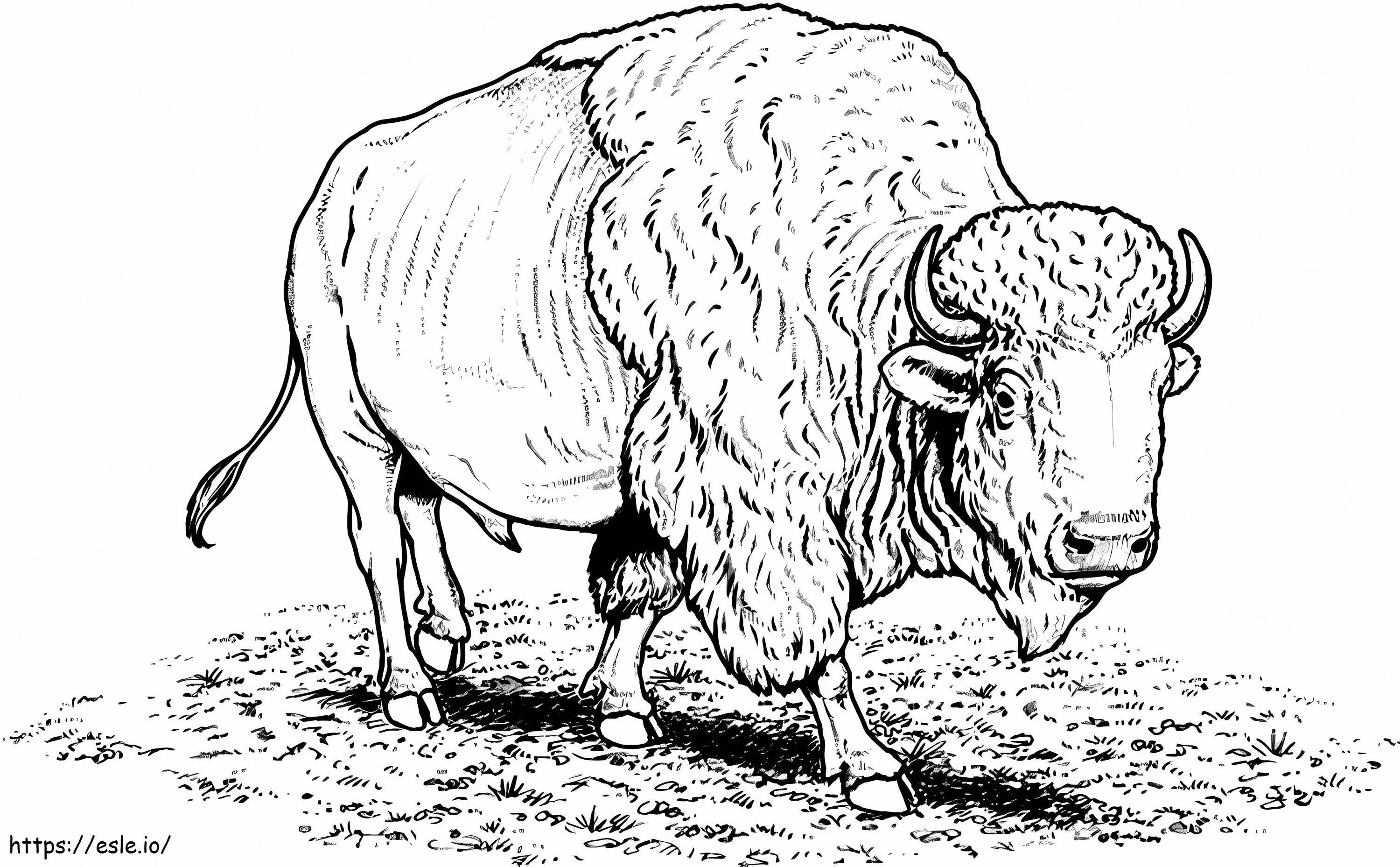 Basic Buffalo coloring page