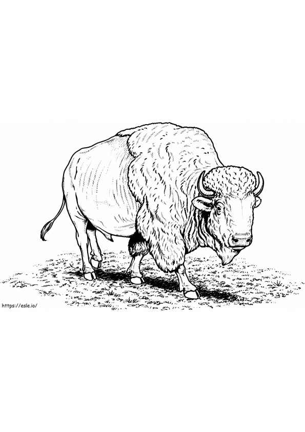 Perus Buffalo värityskuva