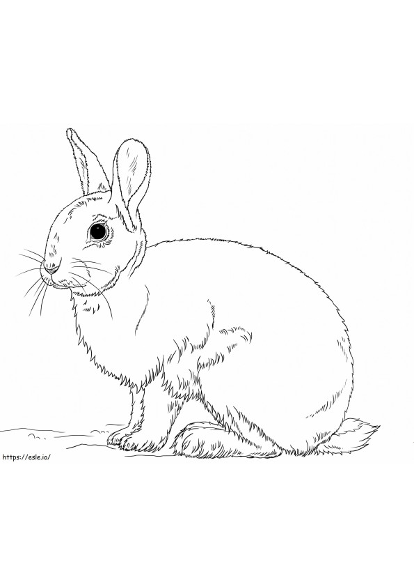 Sevimli tavşan boyama