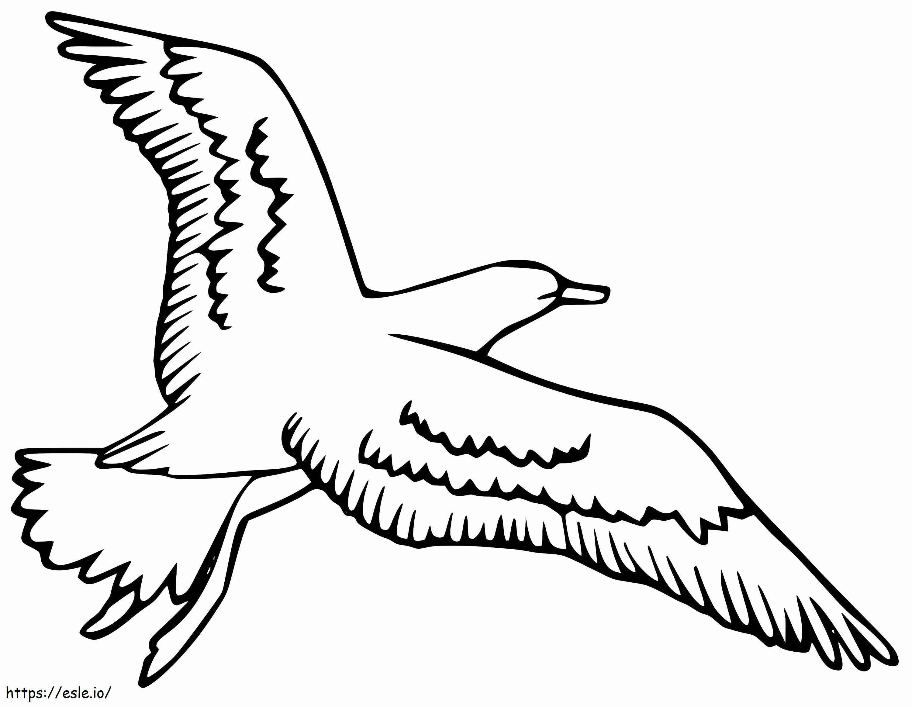 Coloriage Albatros gratuit à imprimer dessin
