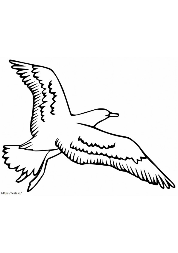 Wolny Albatros kolorowanka