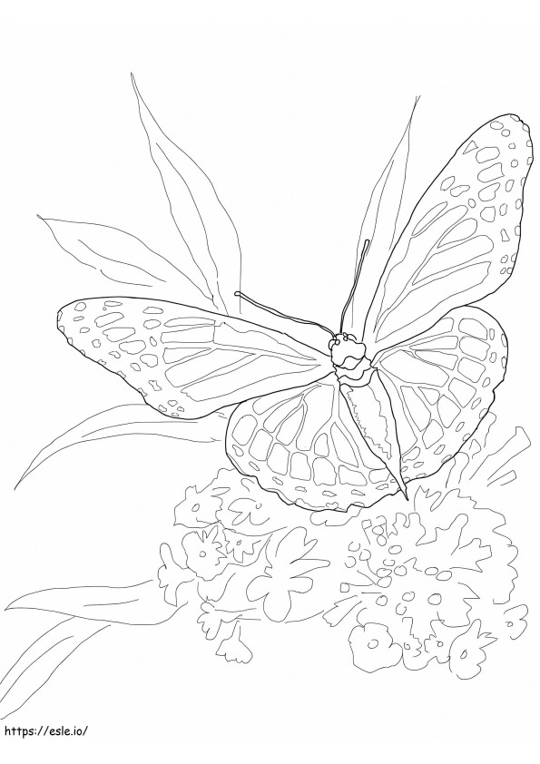 Coloriage Papillon monarque 3 à imprimer dessin