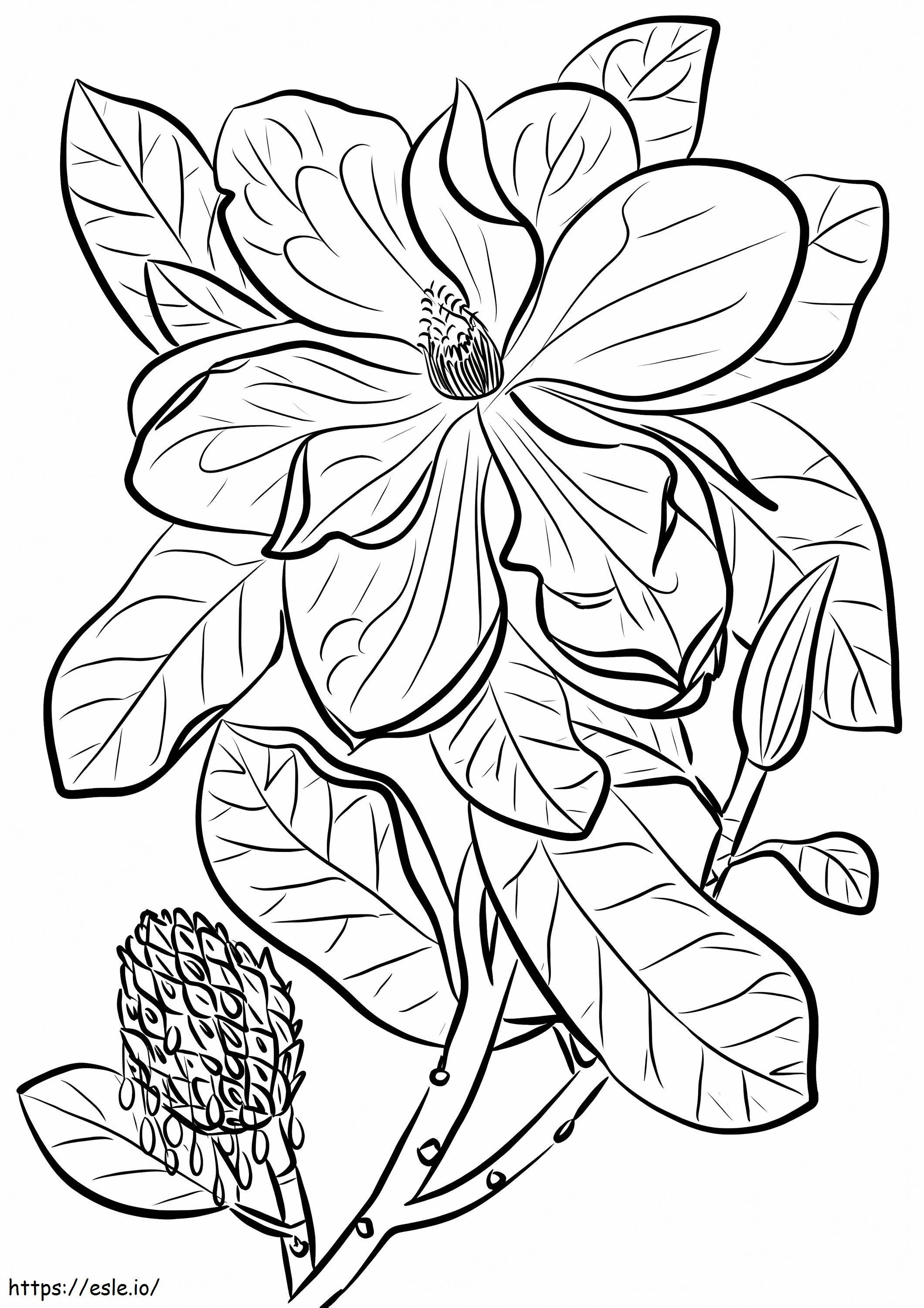 Großblumige Magnolie ausmalbilder