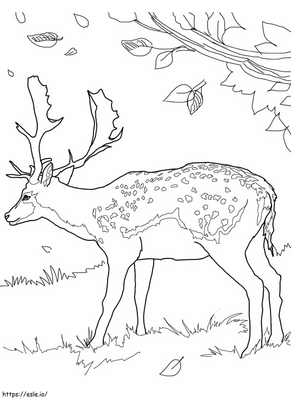 Wild Deer 7 coloring page