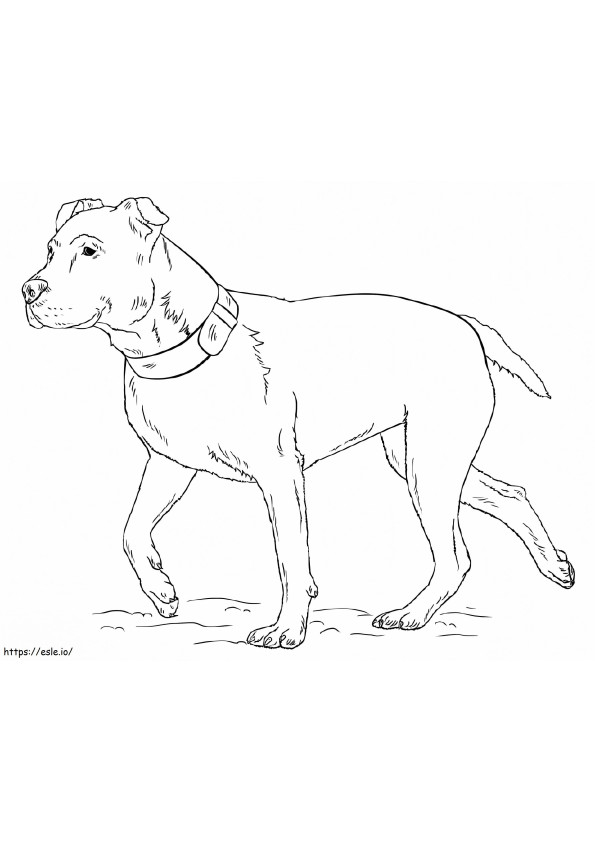 Amerikaanse Pitbullterriër