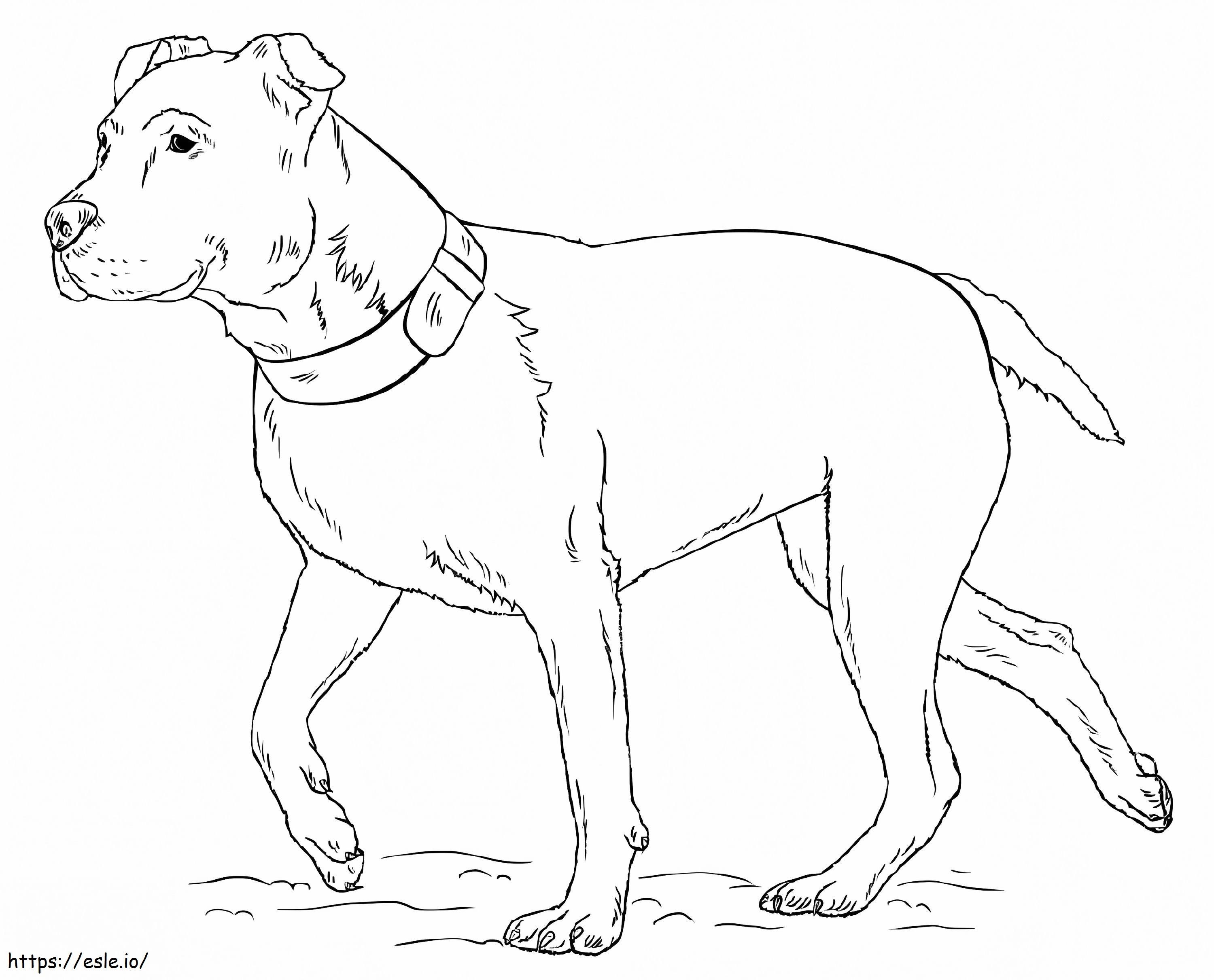 terrier pitbull americano para colorear