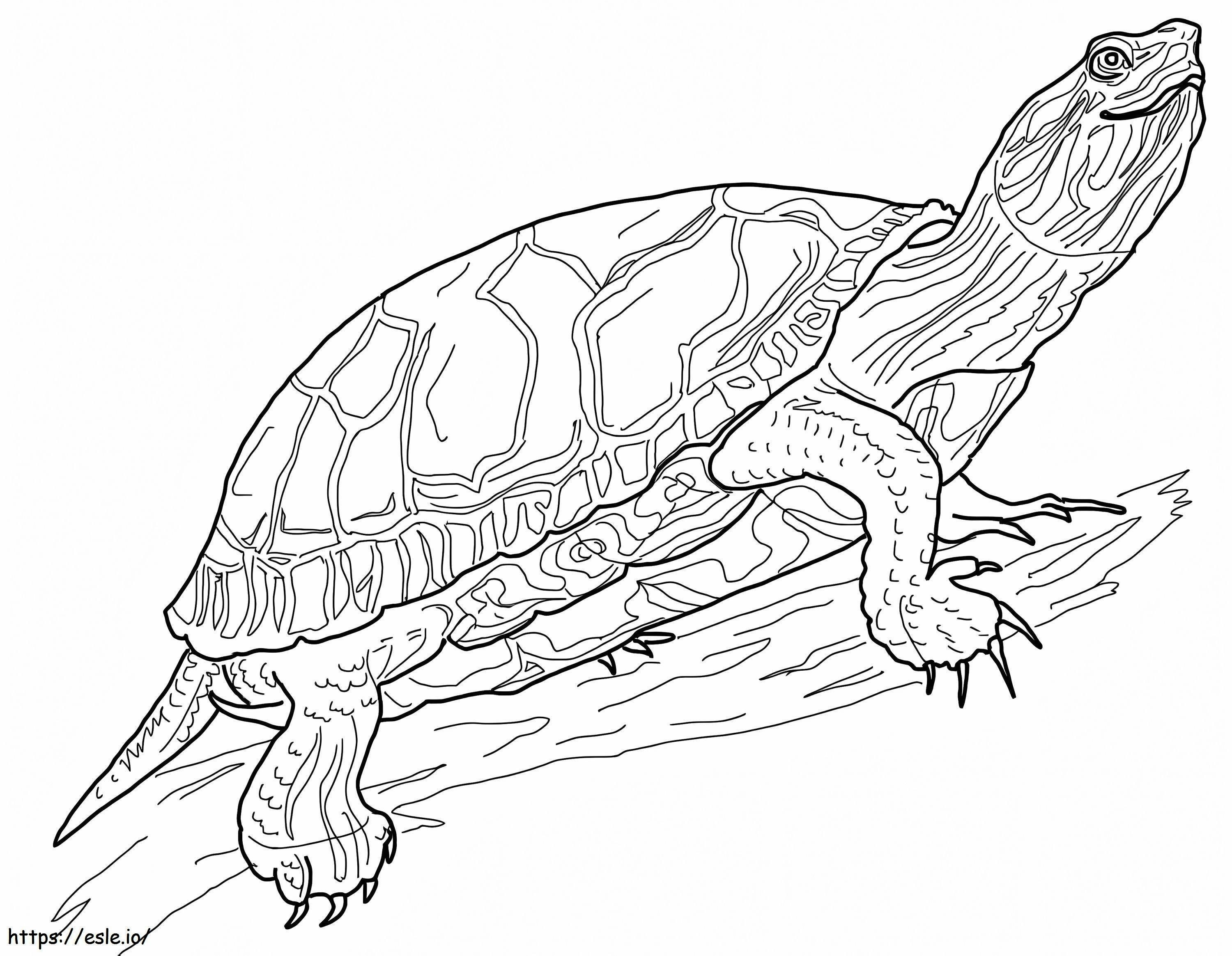 Western Painted Turtle coloring page