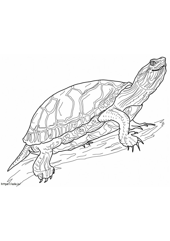 Tartaruga dipinta occidentale da colorare