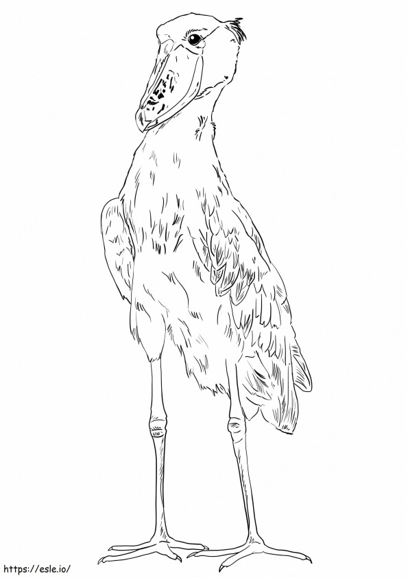 Realistic Shoebill coloring page