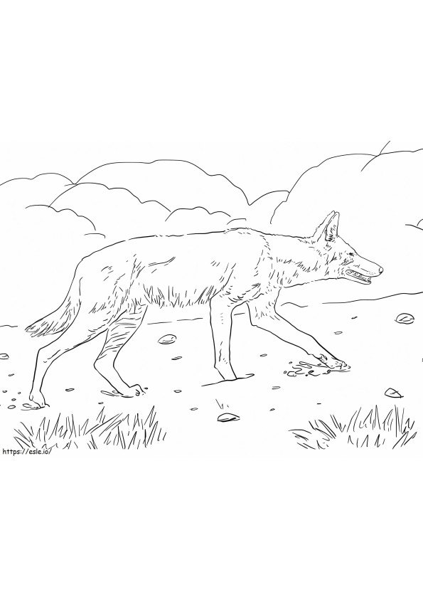Dabyssinian Wolf 1024X768 coloring page