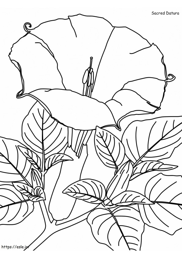 1528169268 Sacred Daturaa4 coloring page