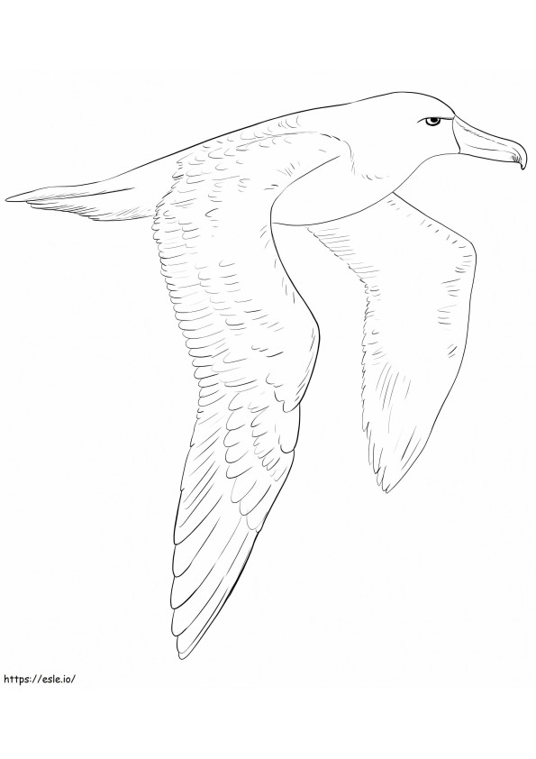 Chatham Albatros de colorat
