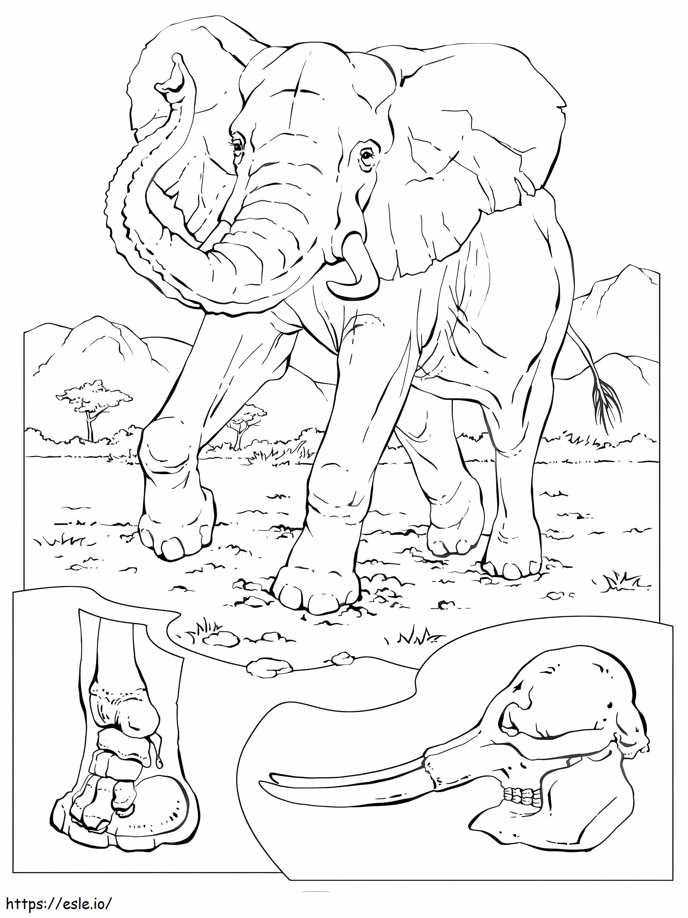 Coloriage Éléphant 6 à imprimer dessin