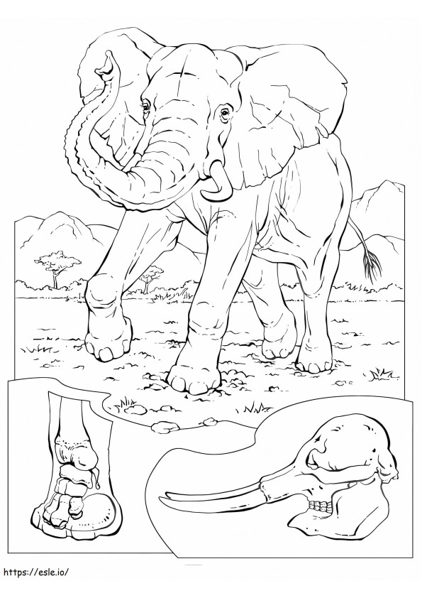 Coloriage Éléphant 6 à imprimer dessin
