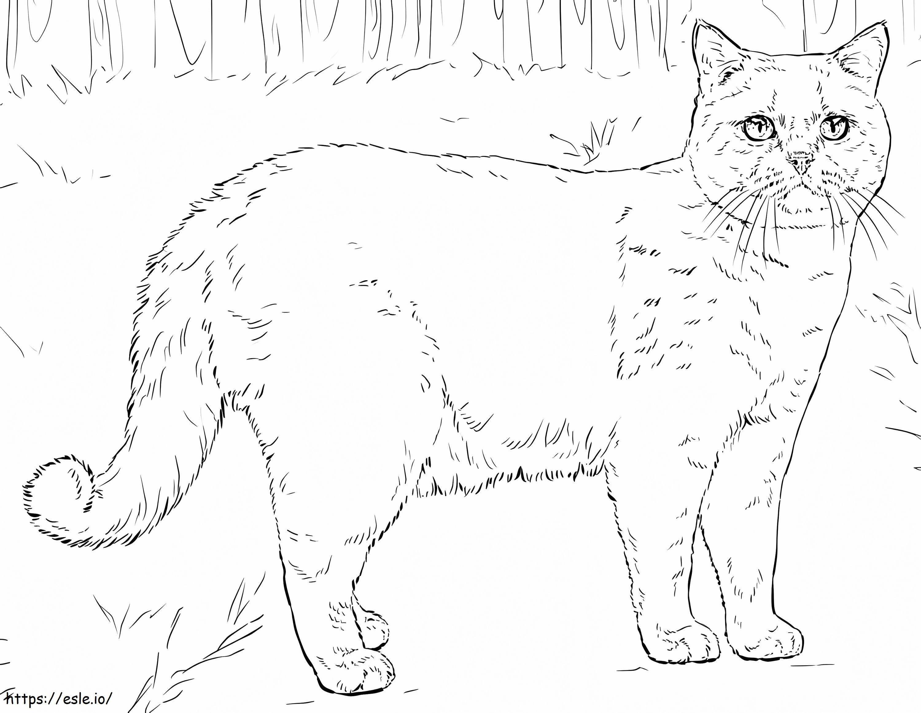 British Shorthair Cat coloring page