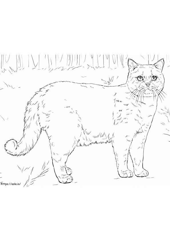 Coloriage Chat britannique à poil court à imprimer dessin