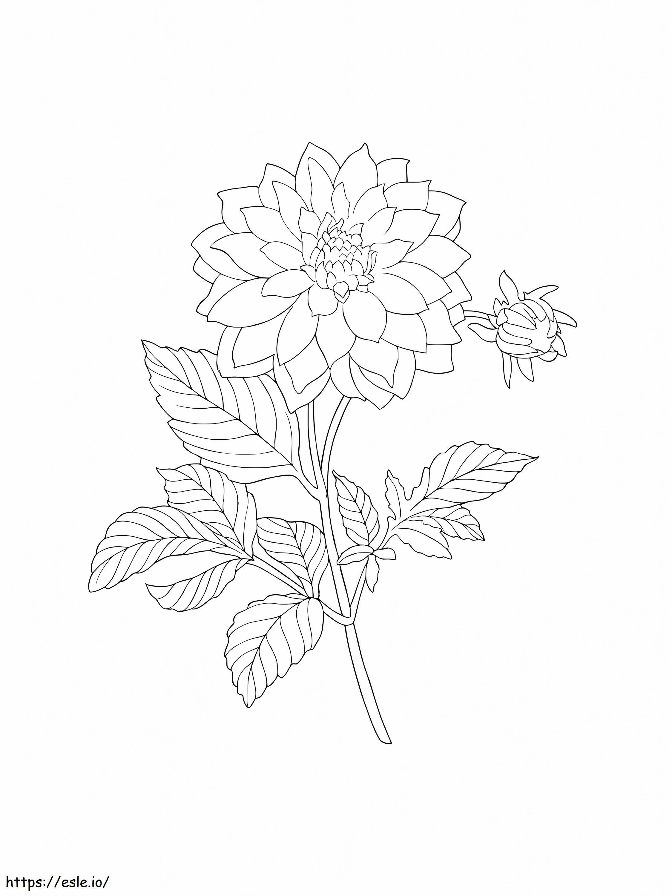 Dahlia-kukkia väritettäväksi värityskuva